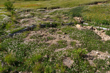 綿毛のチングルマ