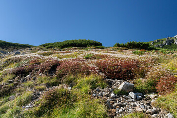 綿毛のチングルマ