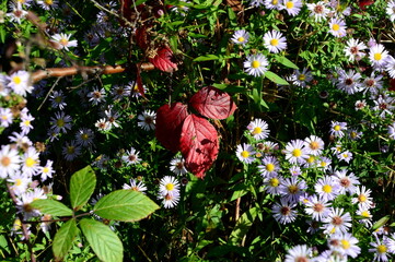 Flowers in Autumn in the Heath Lüneburger Heide, Bad Fallingbostel, Lower Saxony