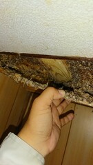 2183)A large nest of Japanese honey bees in the scorching heat of the second floor attic(Photo taken at 13:57 on august 23, 2017)