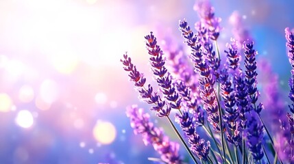 Fototapeta premium Beautiful lavender flowers in bloom with sunlit background