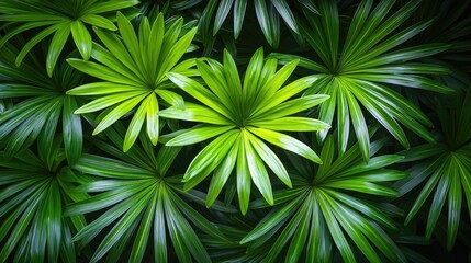 Obraz premium Lush Green Tropical Leaves Overlapping in a Dense Arrangement with Natural Light Filtering Through