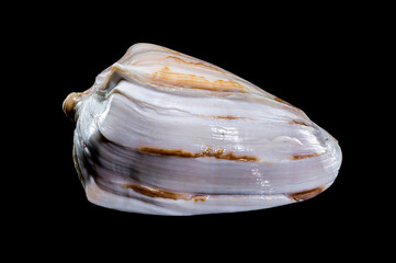 Cymbiola Nobilis Shell on black background