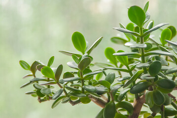 Closeup of a vibrant jade plant Crassula ovata with lush green leaves against a soft, blurred background.