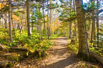 The nature trails at Lake Akan, Hokkaido, Japan.