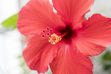 ハイビスカスの花