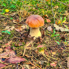 White mushroom. Autumn is mushroom season.