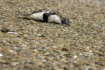 A dead Gentoo Penguin (Pygoscelis papua) on the beach.