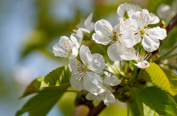 Obraz premium A close up of a tree with white flowers