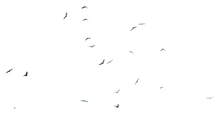 A flock of birds in flight isolated on a white background