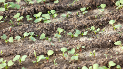 A field of dirt with many small plants growing in it