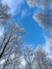 The sky is blue and the trees are bare