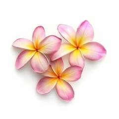 Naklejka premium Beautiful Pink and Yellow Plumeria Flowers Tropical Blossom Delicate Petals Soft Pastel Colors Elegant Floral Arrangement Nature Botany Summer Bloom 