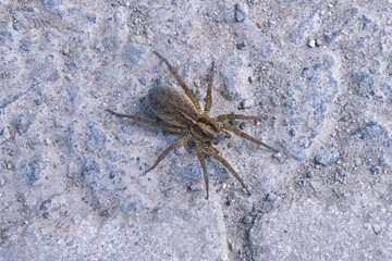 Trochosa ruricola, a spider whose common name is rustic wolf spider.