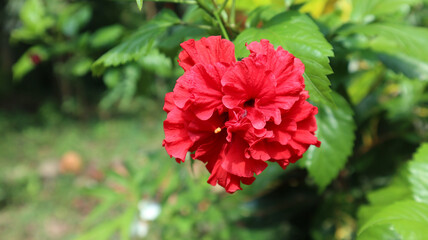 Red hibiscus flower or shoeblacplant in the garden. Latin name is hibiscus rosa sinensis. kuncup Bunga kembang sepatu