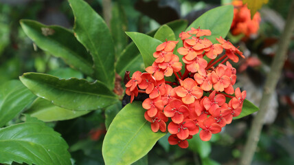 red Ashoka flower are blooming in the garden