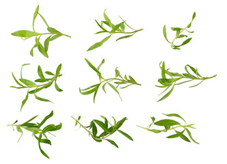 Fresh tarragon herbs, Tarragon herbs close up isolated on transparent background