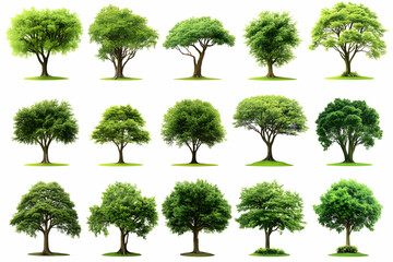 Collection of lush, green trees isolated on white background, perfect for landscaping, design, and environmental projects.