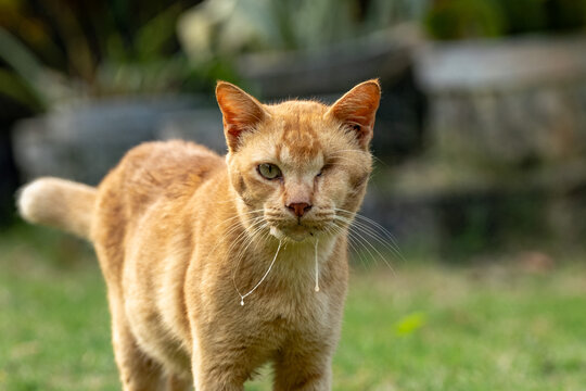 CAT WITH ONLY ONE EYE LEFT