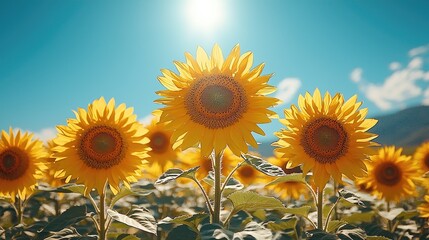 Vibrant sunflowers blooming under a clear blue sky, showcasing nature's beauty in a serene landscape