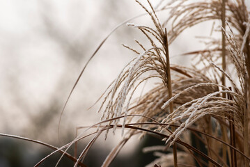 Frozen plants in the garden in winter. Natural winter landscape.