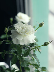 white rose in the garden