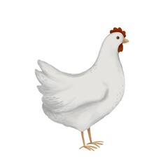 Illustration of a white chicken Isolated object on white background