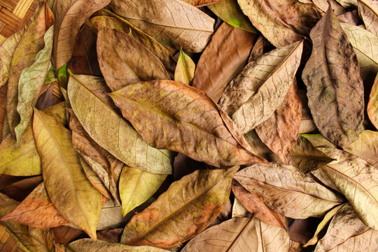 Brown dried leaves. Leaves texture background. Nature background. Autumn leaves. Close up of leaves