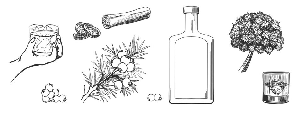 Bottle gin and ingredients for gin. Juniper branch, juniper berries, angelica, orris root. Hand holding glass with gin cocktail and ice. Vintage vector black sketch isolated on white background.