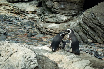 Two Magellanic penguins interacting on rocky terrain in Lisbon Oceanarium.