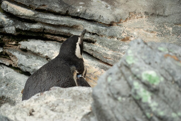 A solitary Magellanic penguin stands on a rocky surface at the Lisbon Oceanarium.