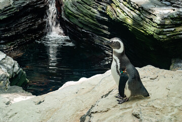 A solitary Magellanic penguin stands on a rocky surface at the Lisbon Oceanarium.