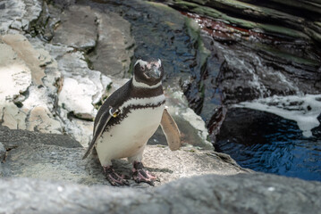 A solitary Magellanic penguin stands on a rocky surface at the Lisbon Oceanarium.