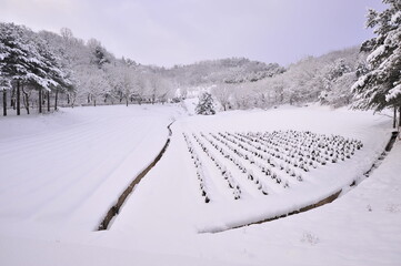 winter landscape in the mountains