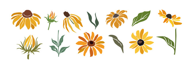 Set Black-eyed Susan flowers with leaves and buds colorful vector botanical illustrations isolated on transparent background. Rudbeckia flower design for logo, tattoo, wall art, branding, packaging.