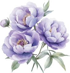 Watercolor Light Purple Peonies Vector Illustration.