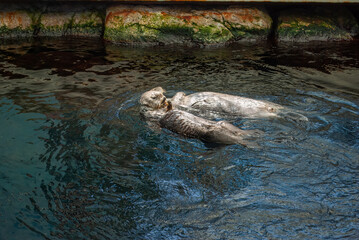 Two sea otters floating on their backs in the water at Lisbon Aquarium. Adorable marine mammals enjoying a peaceful moment, symbolizing wildlife conservation.