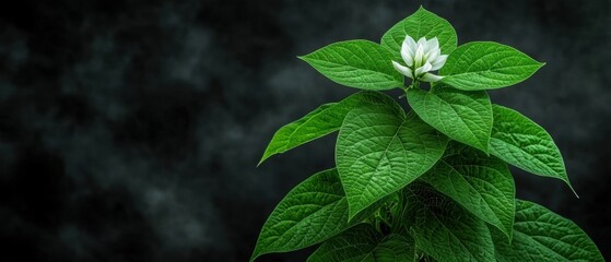 A close-up of a plant with a white flower in full bloom.