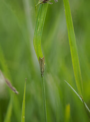 Rispengraszünsler (Chrysoteuchia culmella)