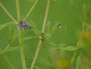 Haubennetzspinne spec.