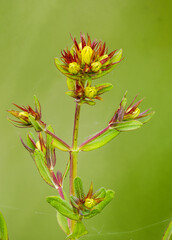 Echtes Johanniskraut (Hypericum perforatum)