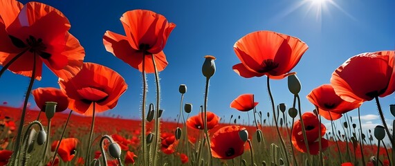 Obraz premium Vivid red poppy fields set against a blue sky symbolizing bold beauty and the richness of natures palette