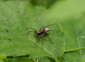 Wolfspinne spec.