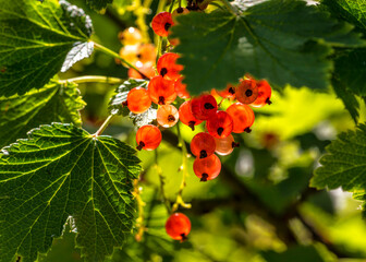 red currant berries