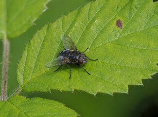 Fliege