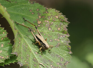 Gewöhnliche Strauchschrecke (Pholidoptera griseoaptera)