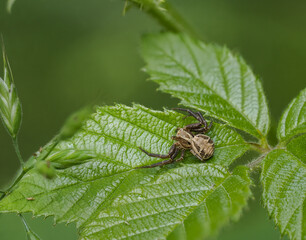 Krabbenspinne spec.