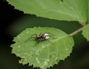 Wolfspinne spec.