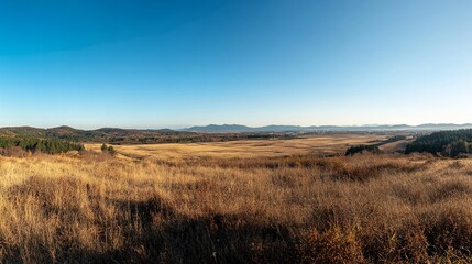 Fototapeta premium Panoramic Autumnal Landscape with Golden Field and Blue Sky