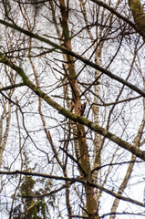 Woodpecker on tree trunk in forest with tangled bare branches around. Woodpecker pecking tree bark, calm mood, eye-level shot, forest setting, natural wildlife concept, stillness and observation in na